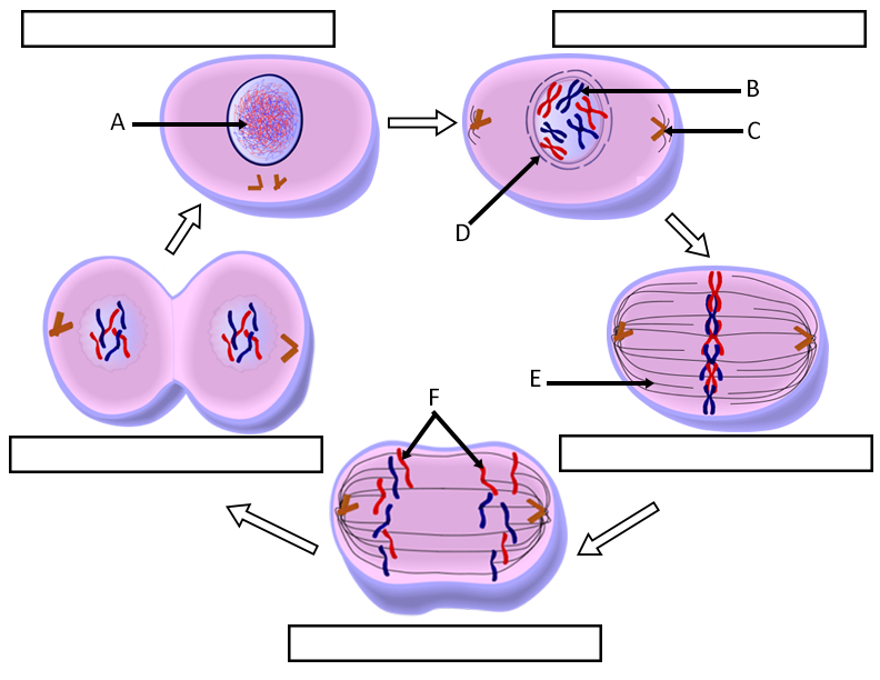 Cell Cycle Labeling Cell Cycle Labeling