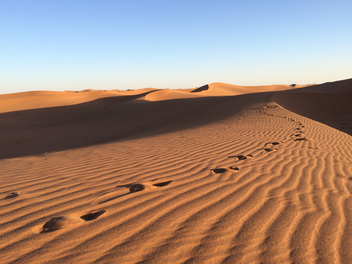 Free Images : landscape, desert, sand dune, sandy, habitat, sahara ...